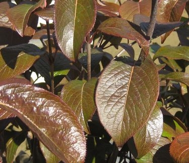 Viburnum prunifolium 