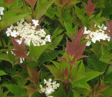 Viburnum trilobum Bailey Compact - American Cranberrybush