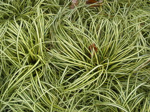 Carex oshimensis 'Evergold' 