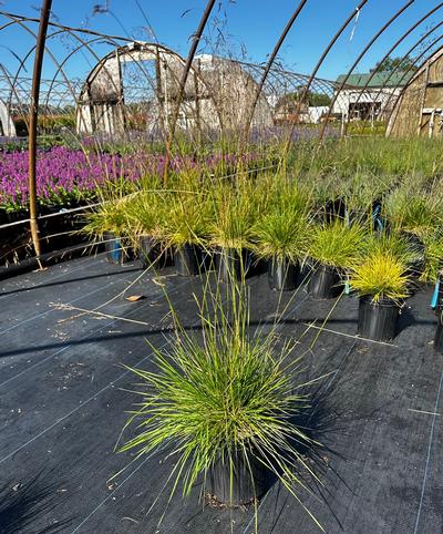 Deschampsia cespitosa - Tufted Hairgrass from Pleasant Run Nursery