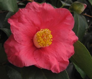Camellia x 'Spring's Promise' - Spring's Promise Camellia