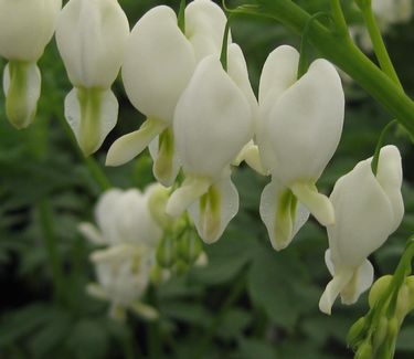 Dicentra spectabilis 'Alba' 