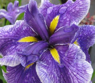 Iris ensata Crystal Halo - Japanese Iris