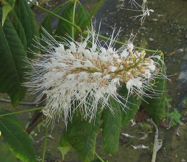 Aesculus parviflora - Bottlebrush Buckeye