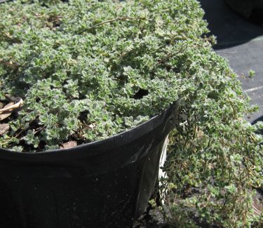 Thymus pseudolanuginosus - Wooly Thyme