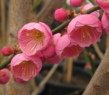 Prunus mume Peggy Clarke - Japanese Apricot