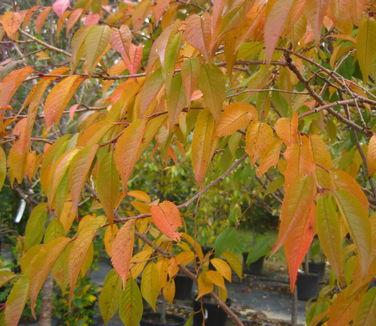Prunus subhirtella var. autumnalis - (Fall color)