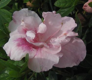  Rhododendron Nancy of Robin Hill - Azalea