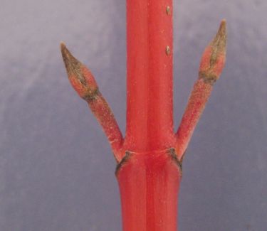 Cornus sericea (stolonifera) 'Cardinal' - Redosier Dogwood (Twig color - Nov)