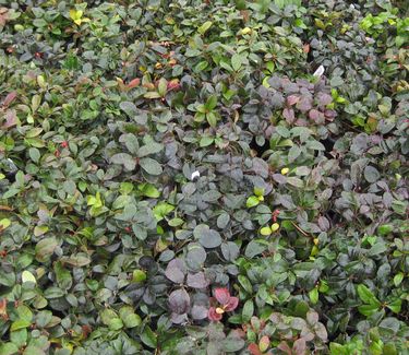 Gaultheria procumbens - Creeping Wintergreen