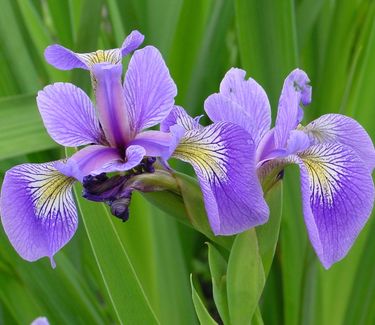 Iris versicolor - Blue Flag Iris (Photo by NorthCreek Nurseries)