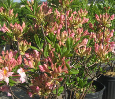 Rhododendron atlan. x pericly. 'Choptank Rose'