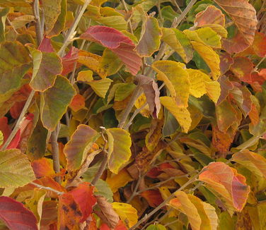Hamamelis vernalis 'Amethyst' - Vernal Witchhazel (Fall color)
