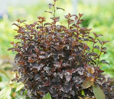 Physocarpus opulifolius Summer Wine 'Black' (Spring Meadow)