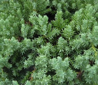 Juniperus procumbens 'Nana' - Dwarf Japanese Garden Juniper 