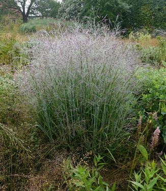 Panicum virgatum 'Purple Tears' - Switchgrass (Photo: Piet Oudolf)