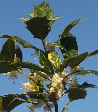 Osmanthus heterophyllus 'Goshiki' (Flower)