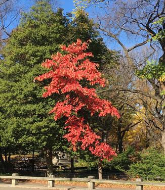 Oxydendrum arboreum (@ Central Park)