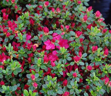 Rhododendron 'Hino-Crimson'
