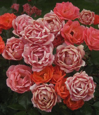 Rosa Coral Knock Out