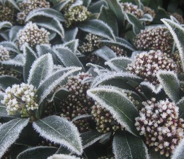 Skimmia japonica 'Male' (w/ frost)