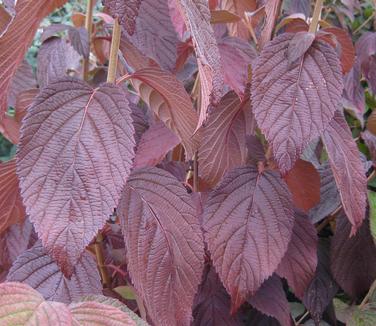 Viburnum plicatum tom. Shasta (fall color)