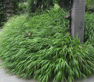 Hakonechloa macra - Hakone Grass (at Chanticleer)