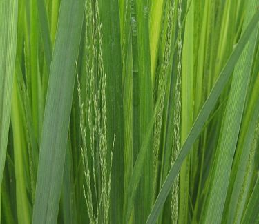 Panicum virgatum 'Northwind' - Switch Grass