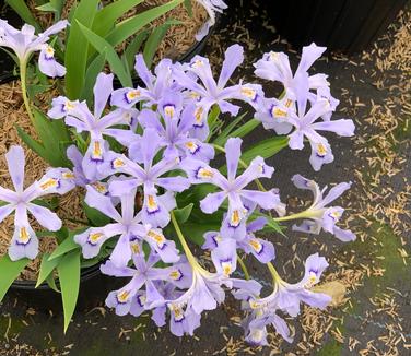 Iris cristata 'Powder Blue Giant' - Dwarf Crested Iris from Pleasant Run Nursery