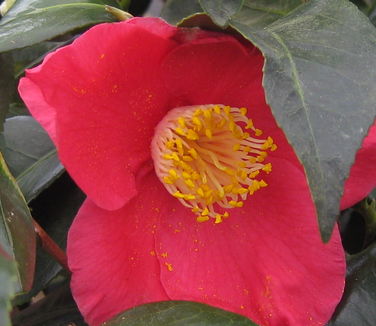 Camellia x 'Spring's Promise' 