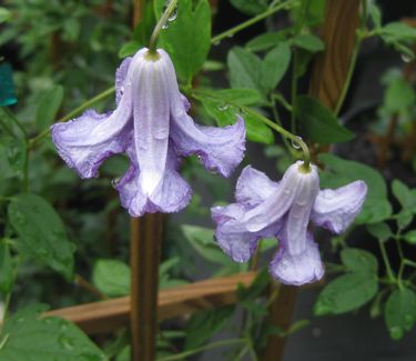 Clematis viticella 'Betty Corning' - Italian Clematis