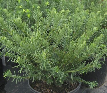 Cephalotaxus harringtonia 'Duke Gardens' - Plum Yew 