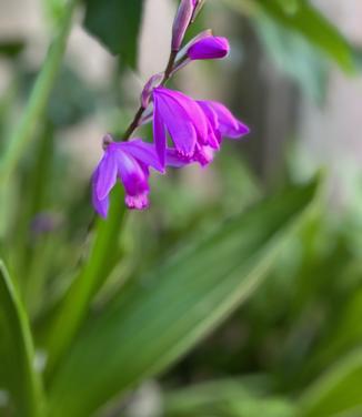 Bletilla striata - Hardy Orchid