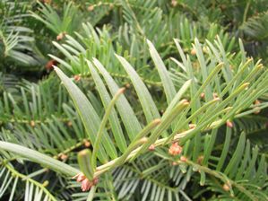 Cephalotaxus harringtonia 'Prostrata' - Prostrata Plum Yew