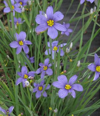 Sisyrinchium angustifolium Lucerne