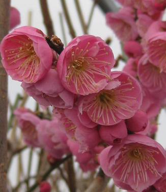 Prunus mume Peggy Clarke - Japanese Apricot 