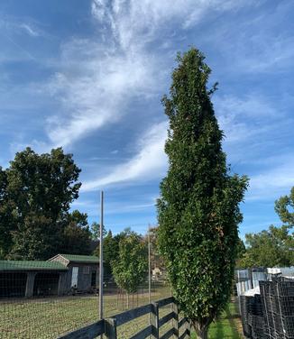 Quercus palustris Green Pillar - Columnar Pin Oak
