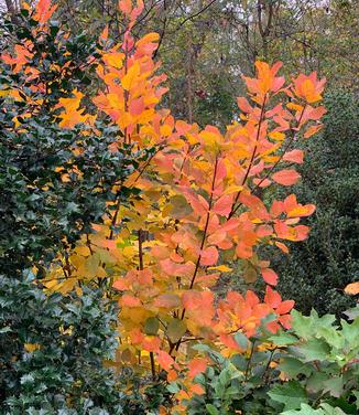 Cotinus obovatus - American Smoketree (Fall color)