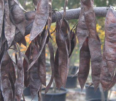 Cercis canadensis (seed pods)