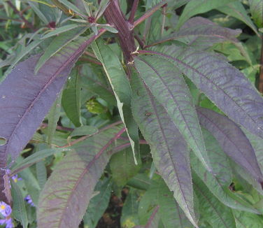Vernonia glauca 
