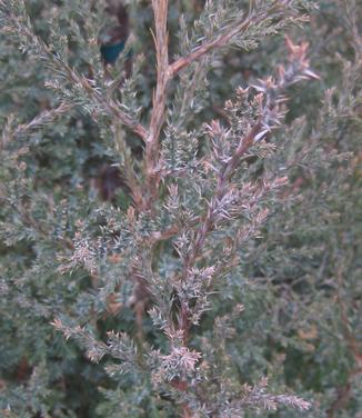 Juniperus virginiana (winter color)