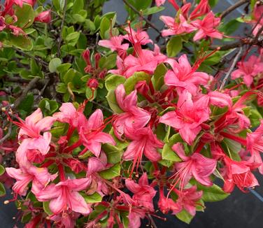 Rhododendron viscosum 'Millennium' - Swamp Azalea from Pleasant Run Nursery