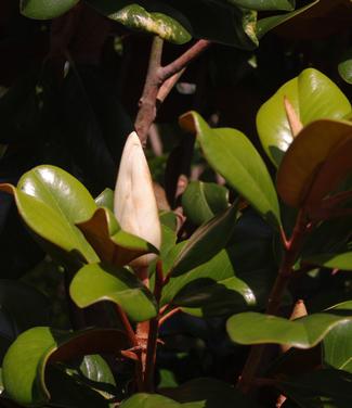 Magnolia grandiflora Teddy Bear
