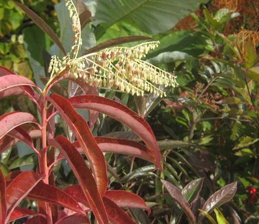 Oxydendrum arboreum - Sourwood (Fall color)