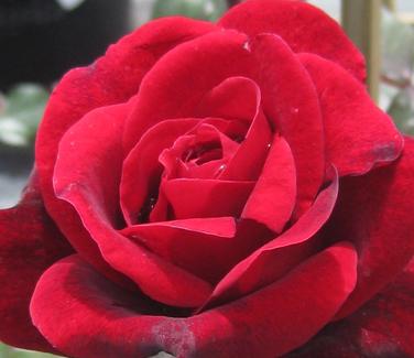 Rosa Don Juan - Climbing Rose 