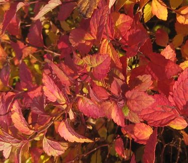 Spiraea japonica 'Gold Mound' (Fall color)