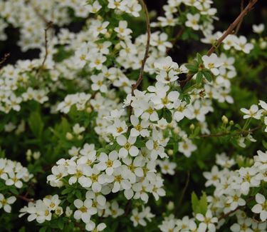 Spiraea thunbergii 'Ogon' 