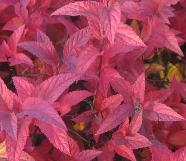 Spiraea japonica 'Goldflame' (Fall color)