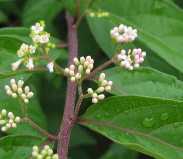 Callicarpa dichotoma 'Early Amethyst' - Beautyberry