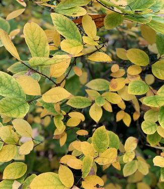 Calycanthus floridus (fall color)